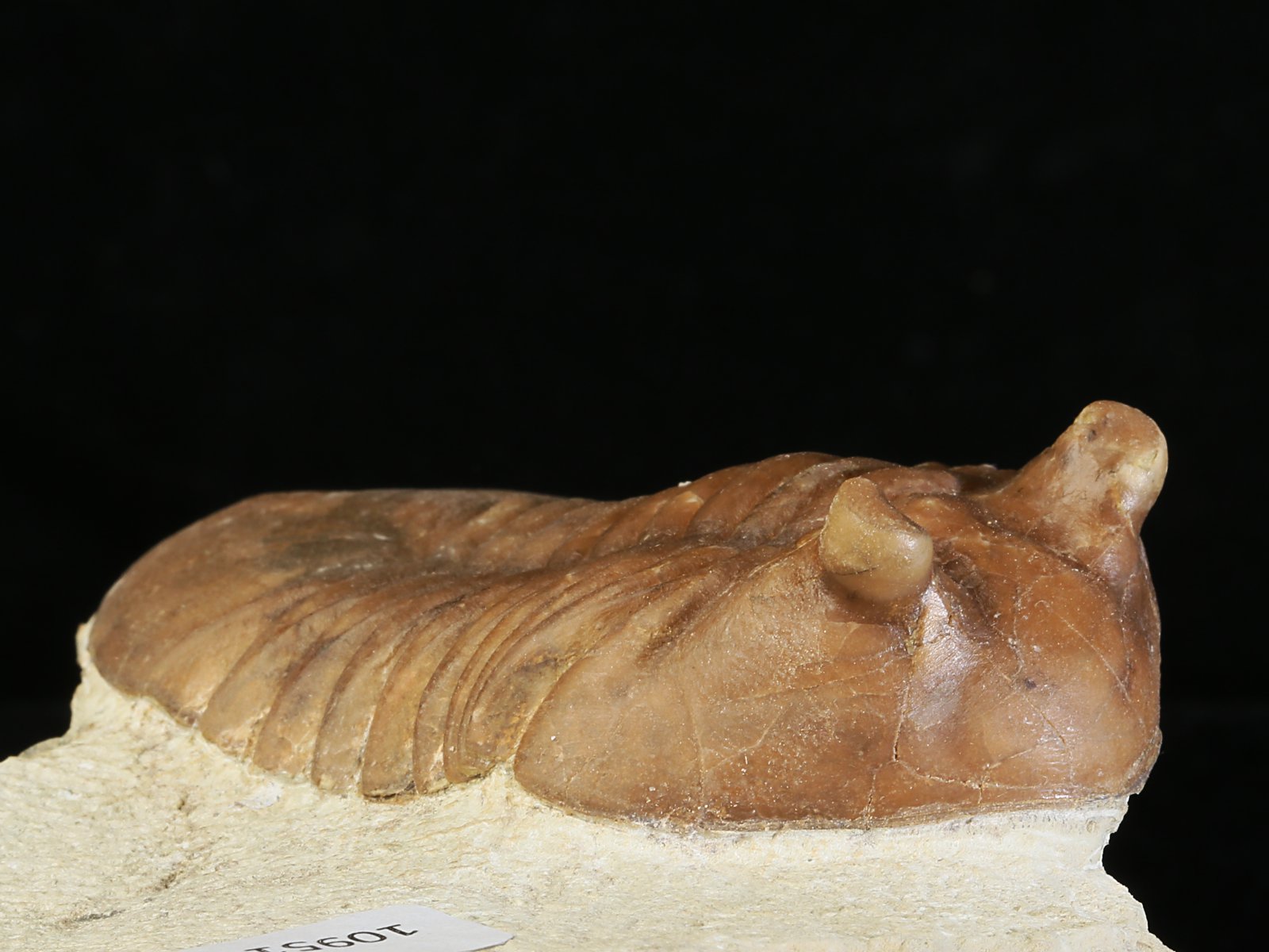ac 10951 3 Asaphus cornutus PANDER 1830 - Image 4