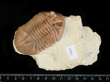 Asaphus cornutus PANDER 1830