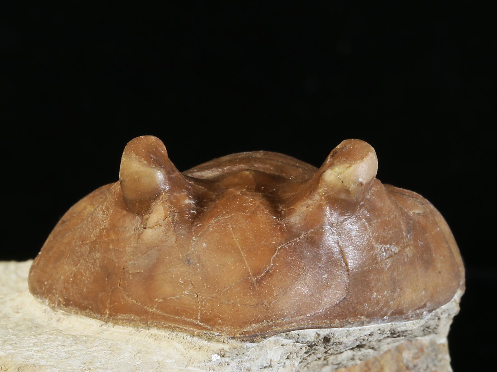 ac 10951 4 Asaphus cornutus PANDER 1830 - Image 5