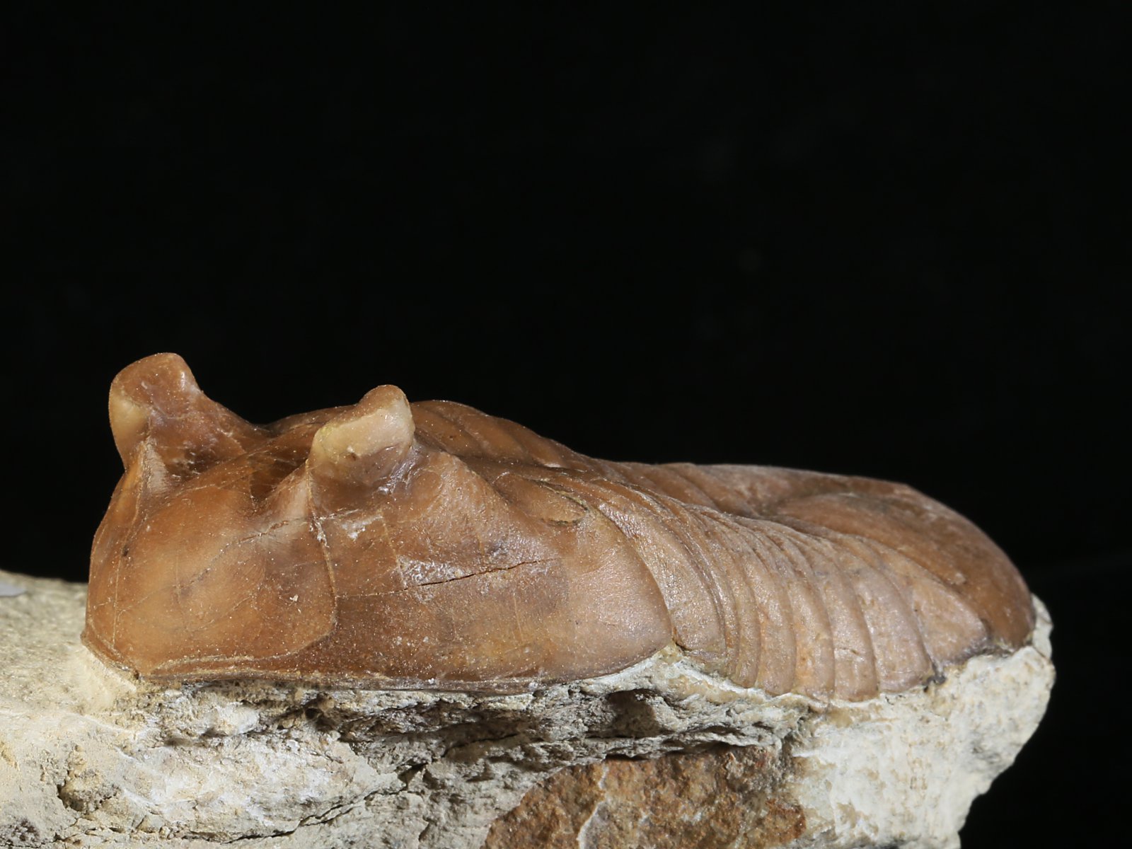 ac 10951 5 Asaphus cornutus PANDER 1830 - Image 6