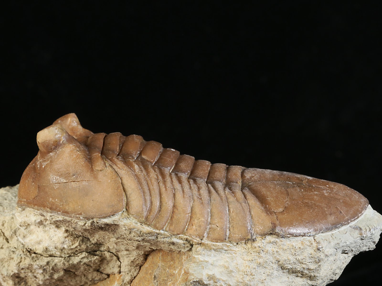 ac 10951 6 Asaphus cornutus PANDER 1830 - Image 7