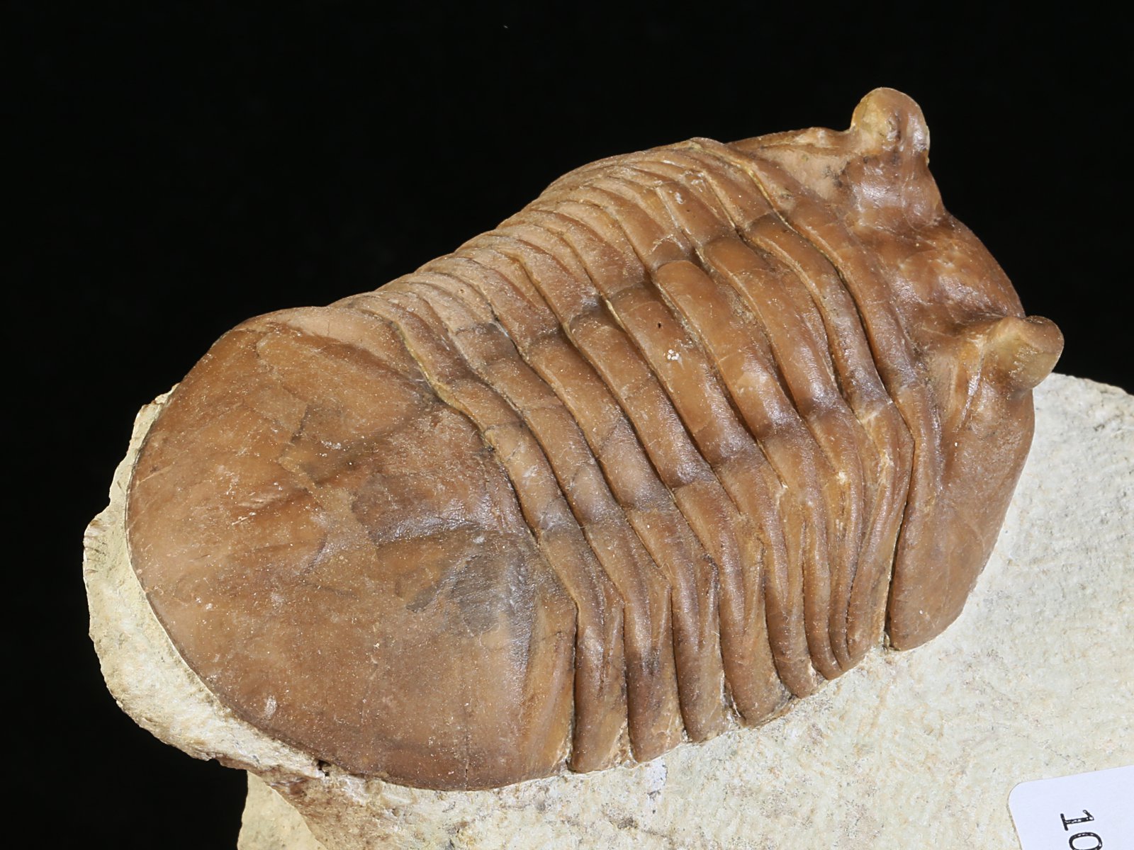 ac 10951 7 Asaphus cornutus PANDER 1830 - Image 8