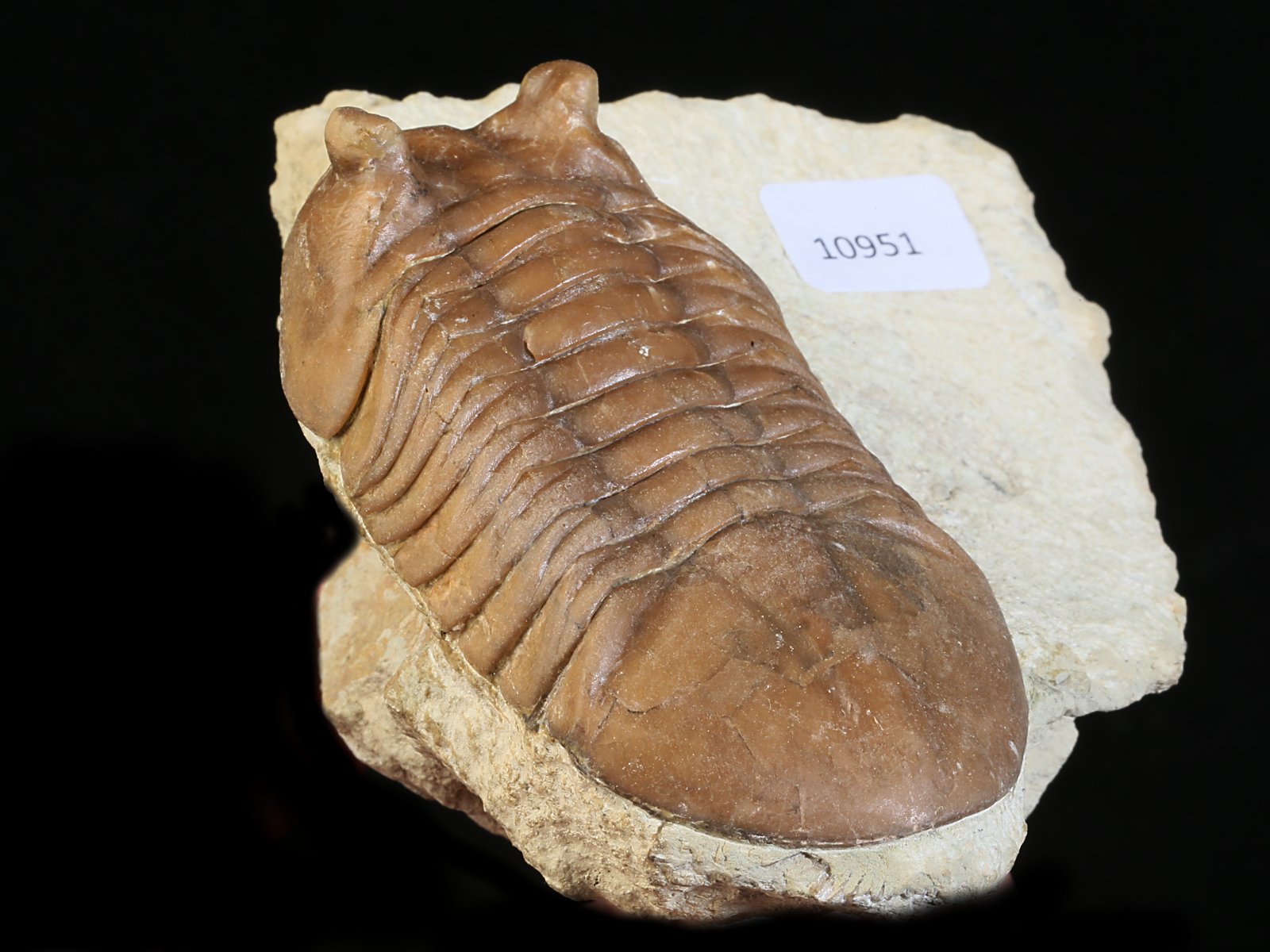 ac 10951 8 Asaphus cornutus PANDER 1830 - Image 9