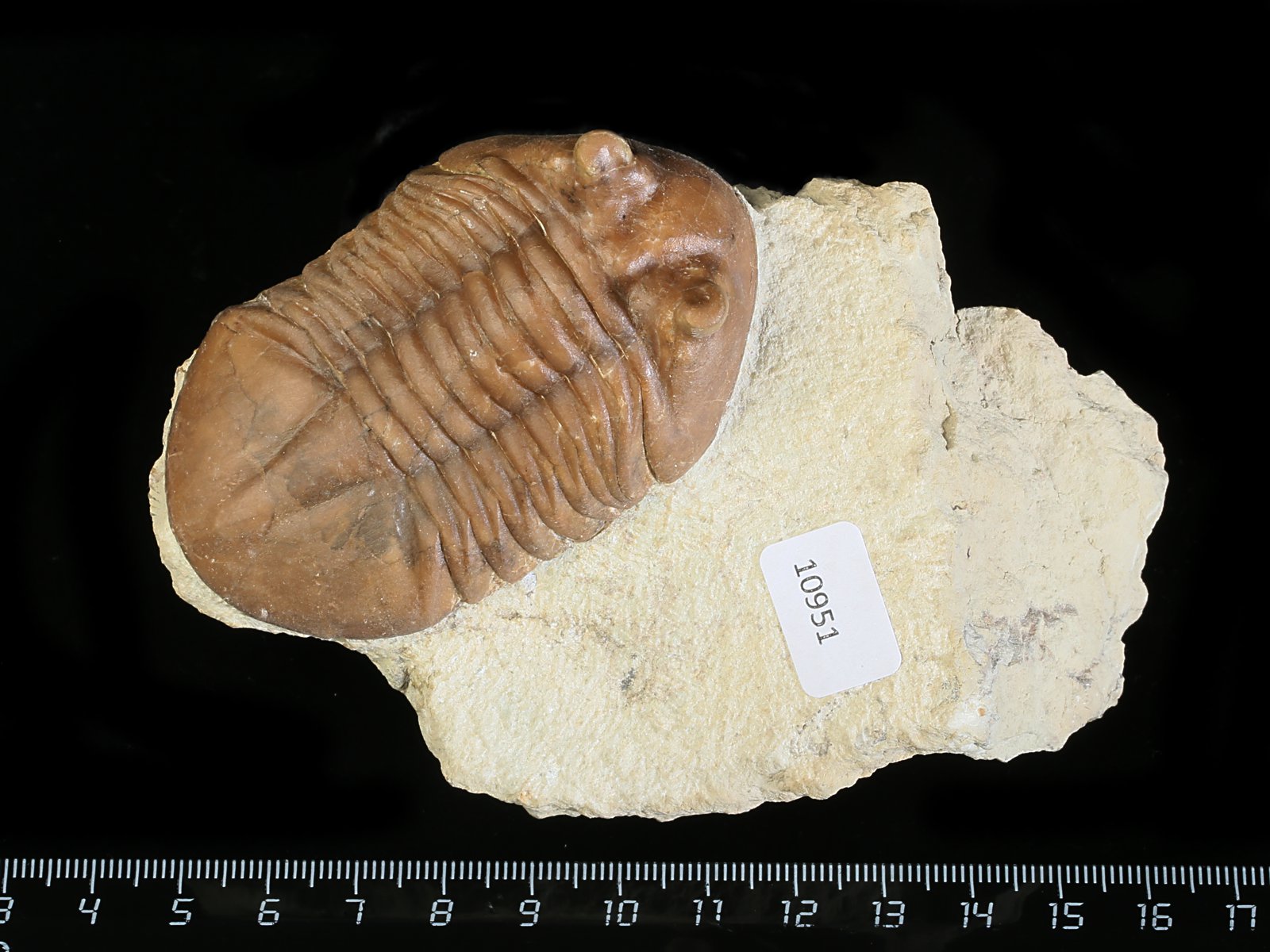 ac 10951 Asaphus cornutus PANDER 1830