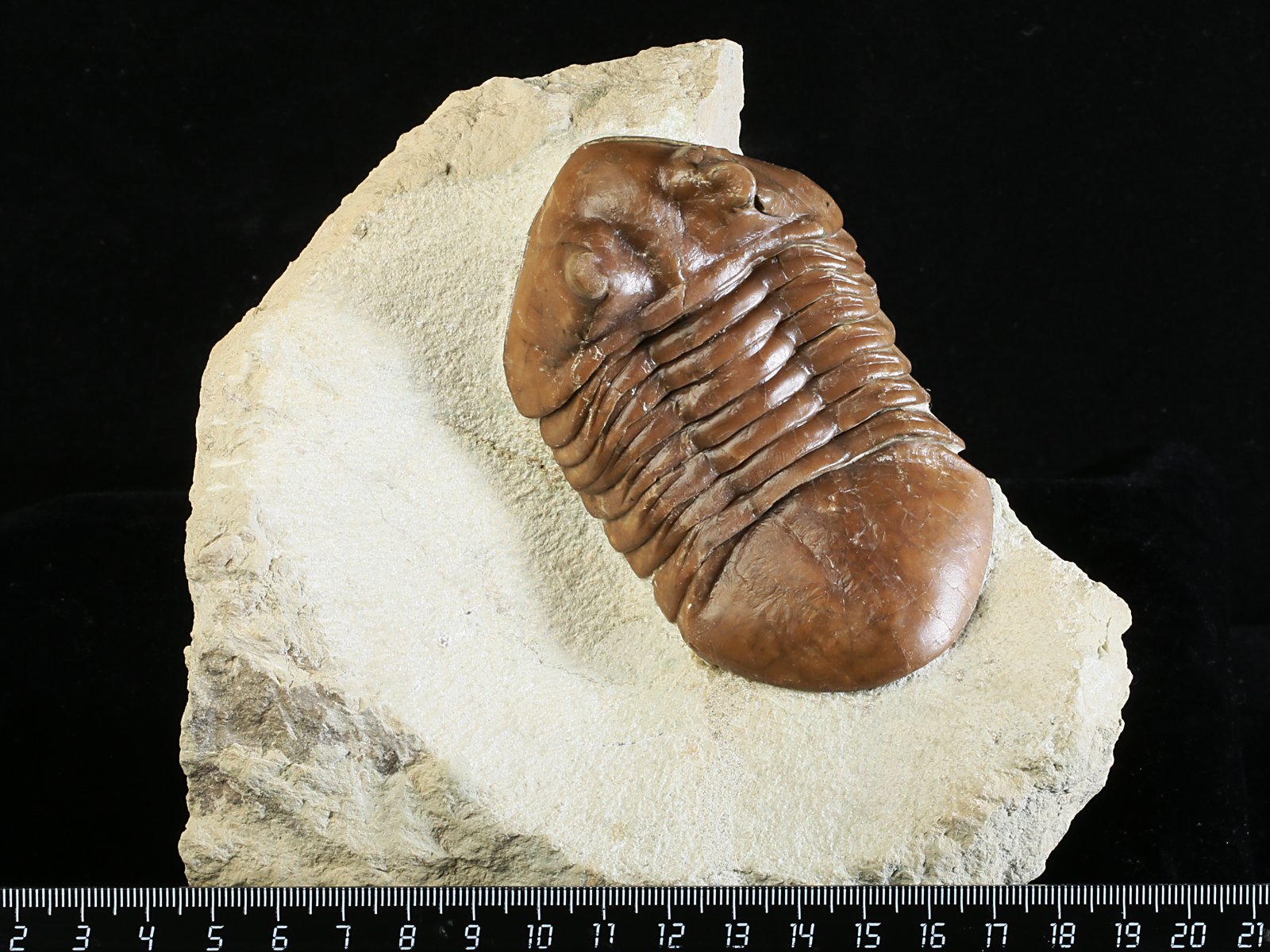 ac 10966 1 Asaphus cornutus PANDER 1831 - Image 2