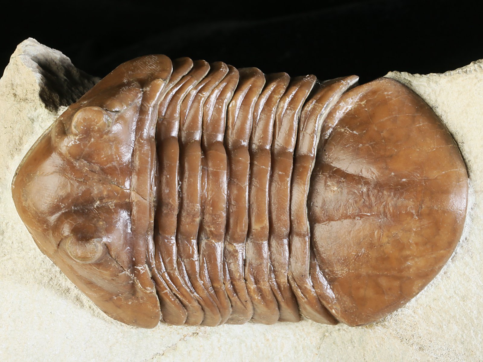 ac 10966 2 Asaphus cornutus PANDER 1831 - Image 3