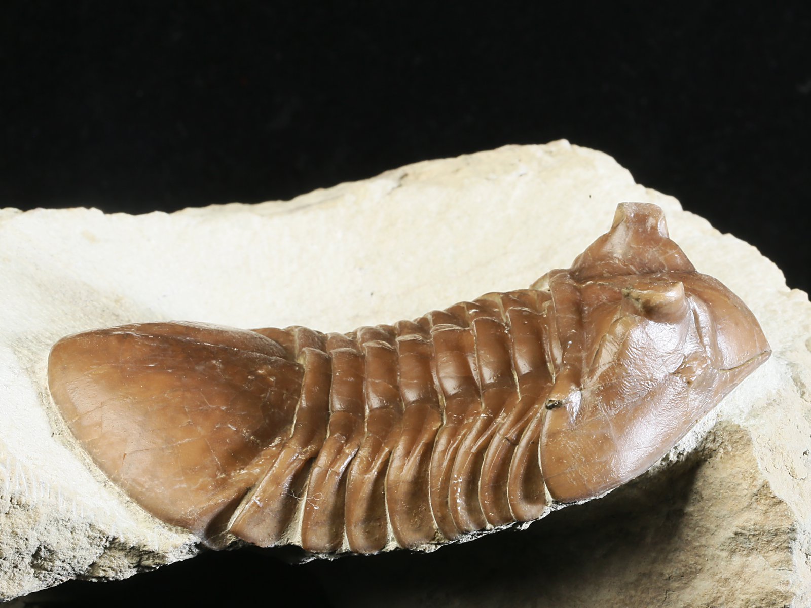 ac 10966 3 Asaphus cornutus PANDER 1831 - Image 4