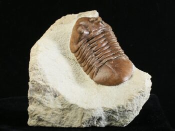 Asaphus cornutus PANDER 1831