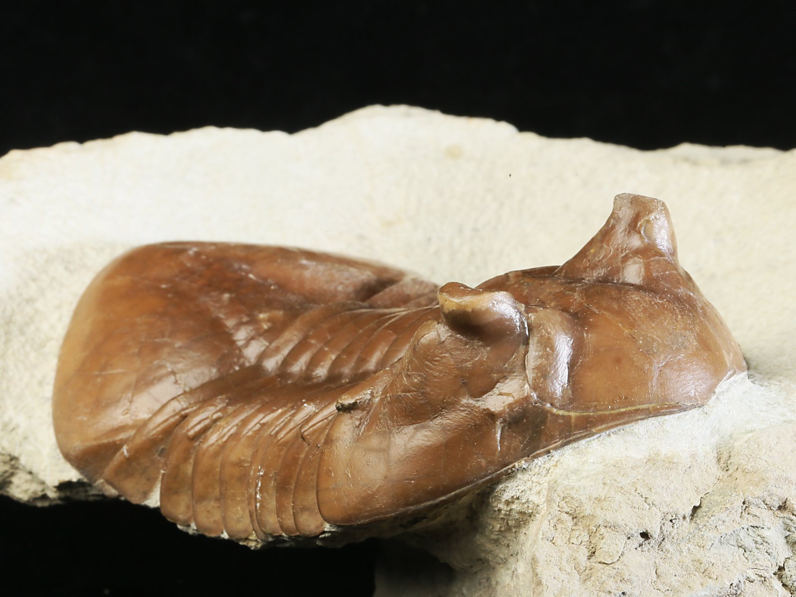 ac 10966 4 Asaphus cornutus PANDER 1831 - Image 5