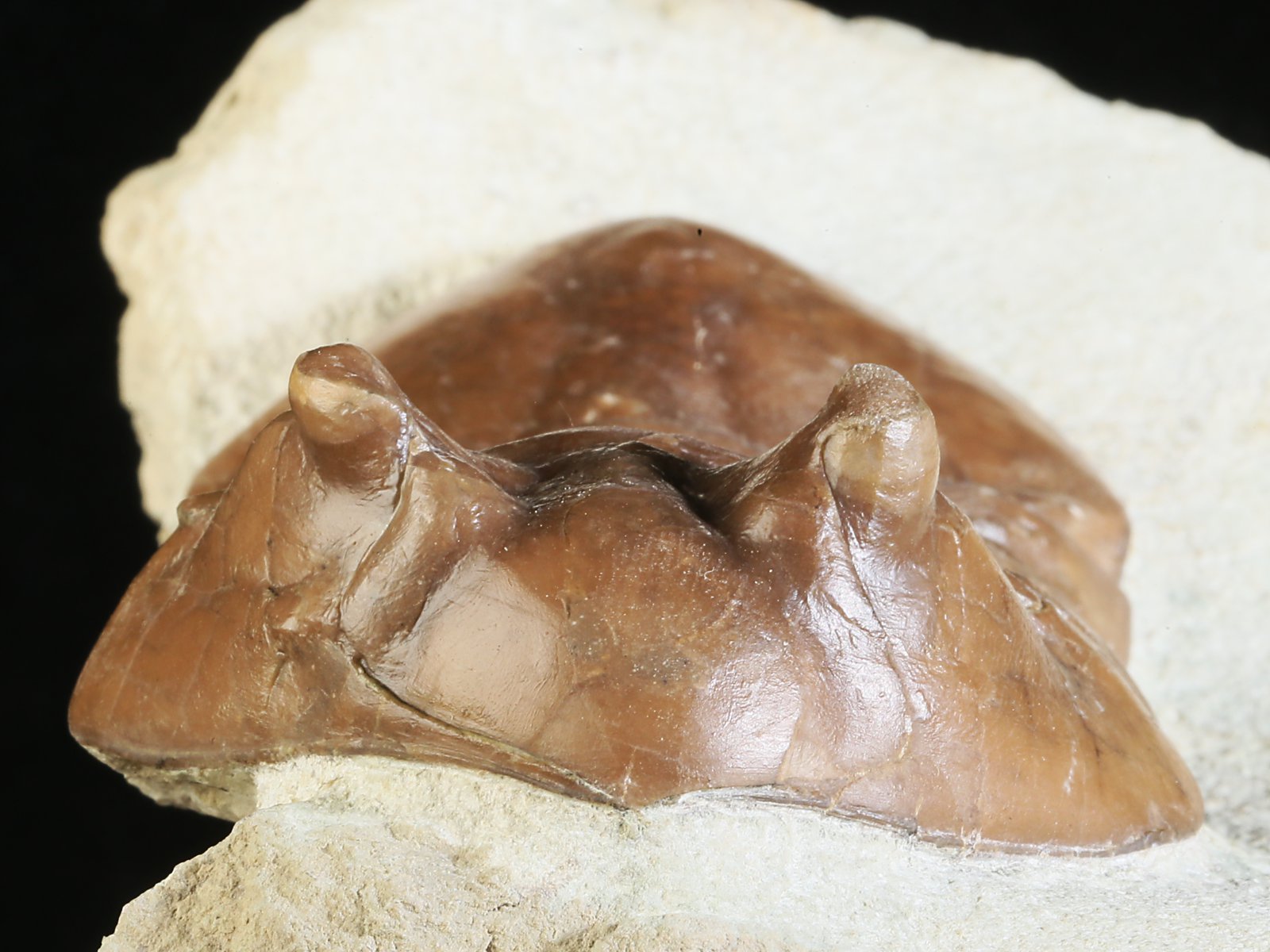 ac 10966 5 Asaphus cornutus PANDER 1831 - Image 6