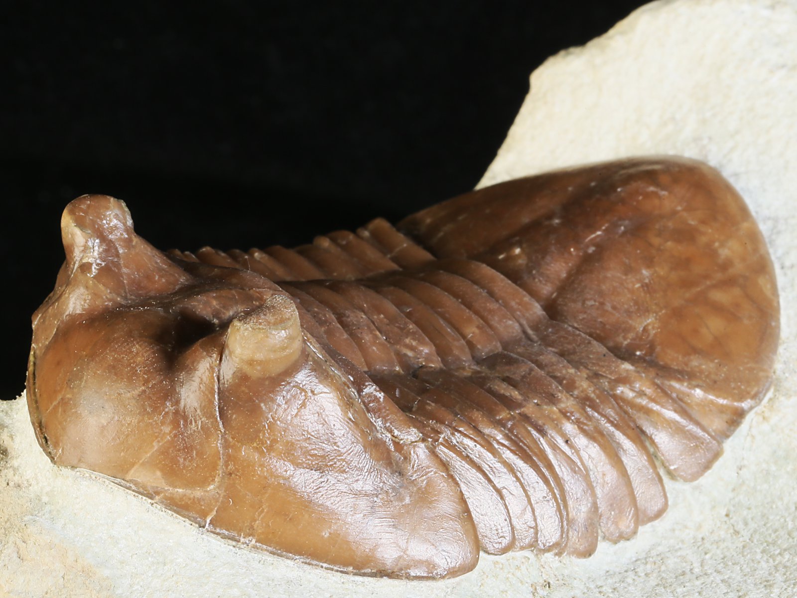 ac 10966 6 Asaphus cornutus PANDER 1831 - Image 7