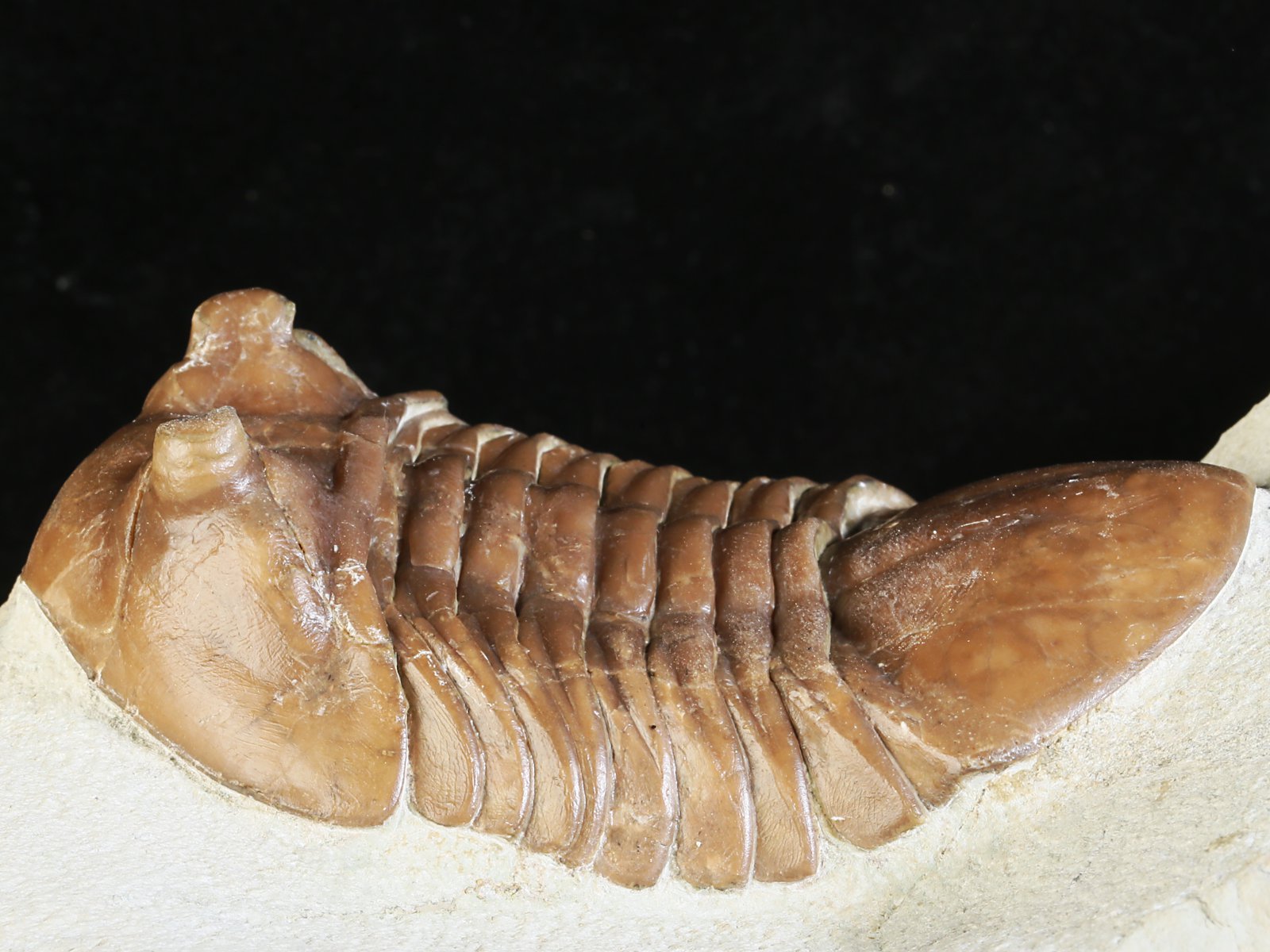 ac 10966 7 Asaphus cornutus PANDER 1831 - Image 8
