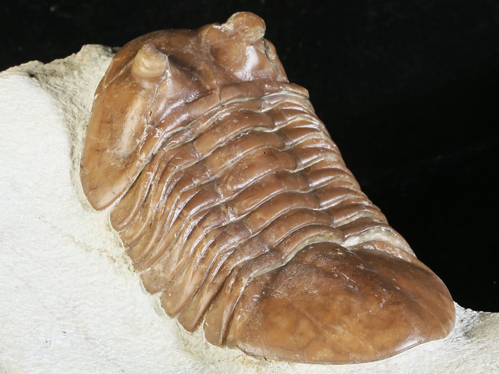 ac 10966 8 Asaphus cornutus PANDER 1831 - Image 9