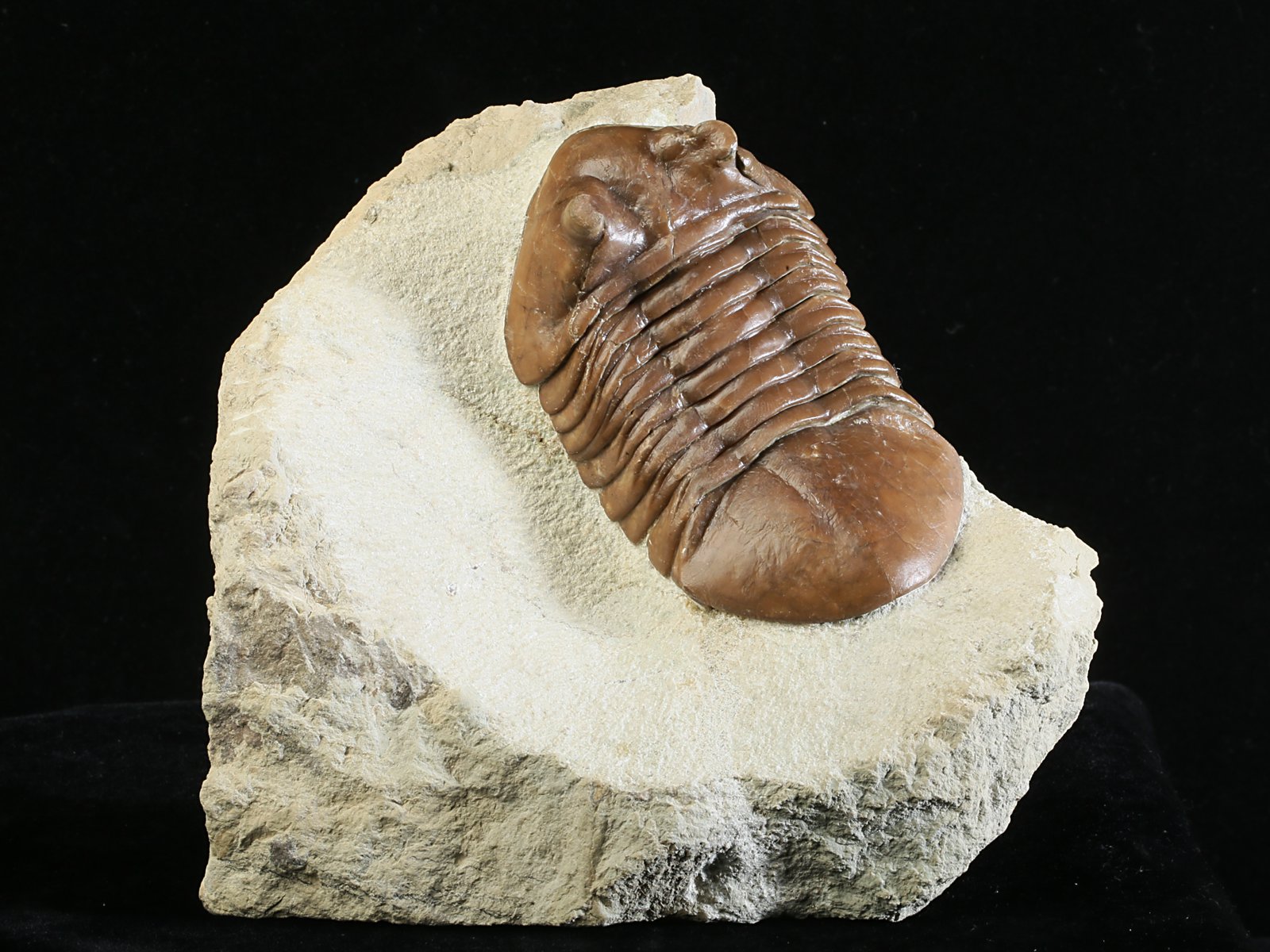 ac 10966 Asaphus cornutus PANDER 1831