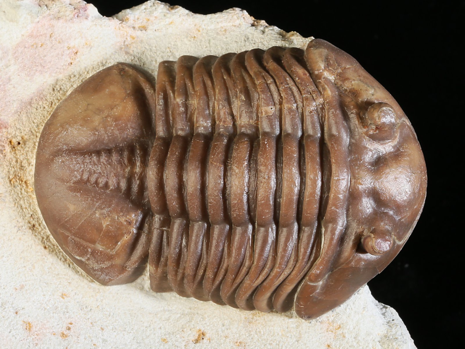 aex 10967 1 Asdaphus expansus (WAHLENBERG 1821) - Image 2