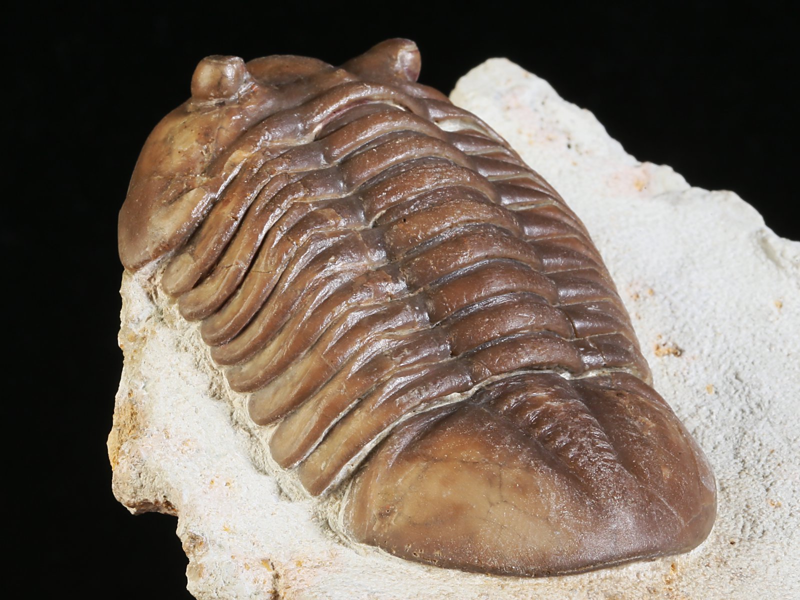 aex 10967 10 Asdaphus expansus (WAHLENBERG 1821) - Image 11