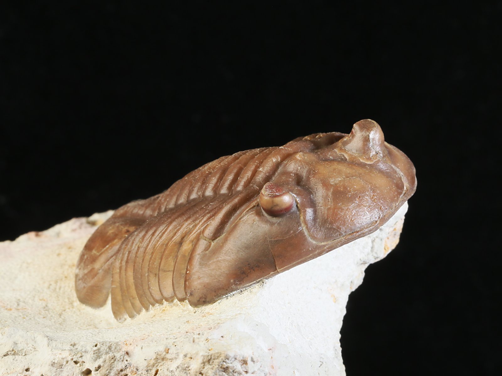 aex 10967 4 Asdaphus expansus (WAHLENBERG 1821) - Image 5