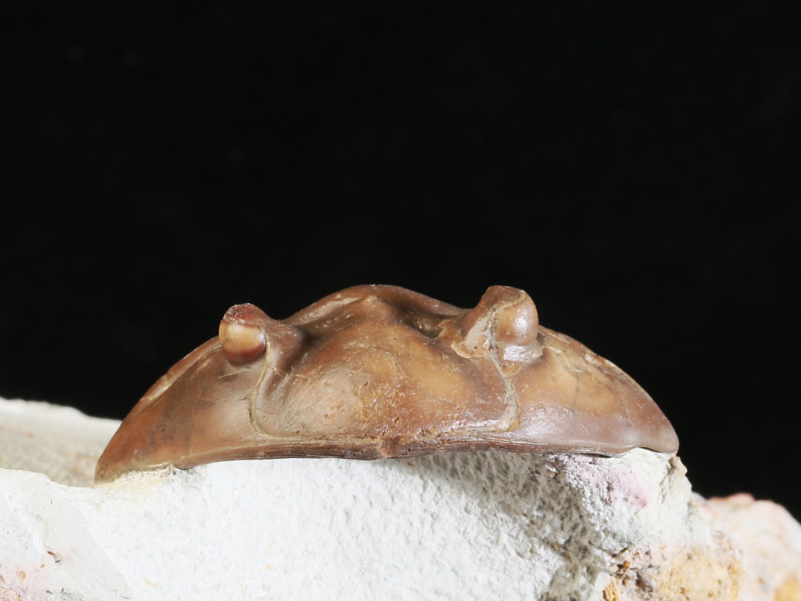 aex 10967 5 Asdaphus expansus (WAHLENBERG 1821) - Image 6