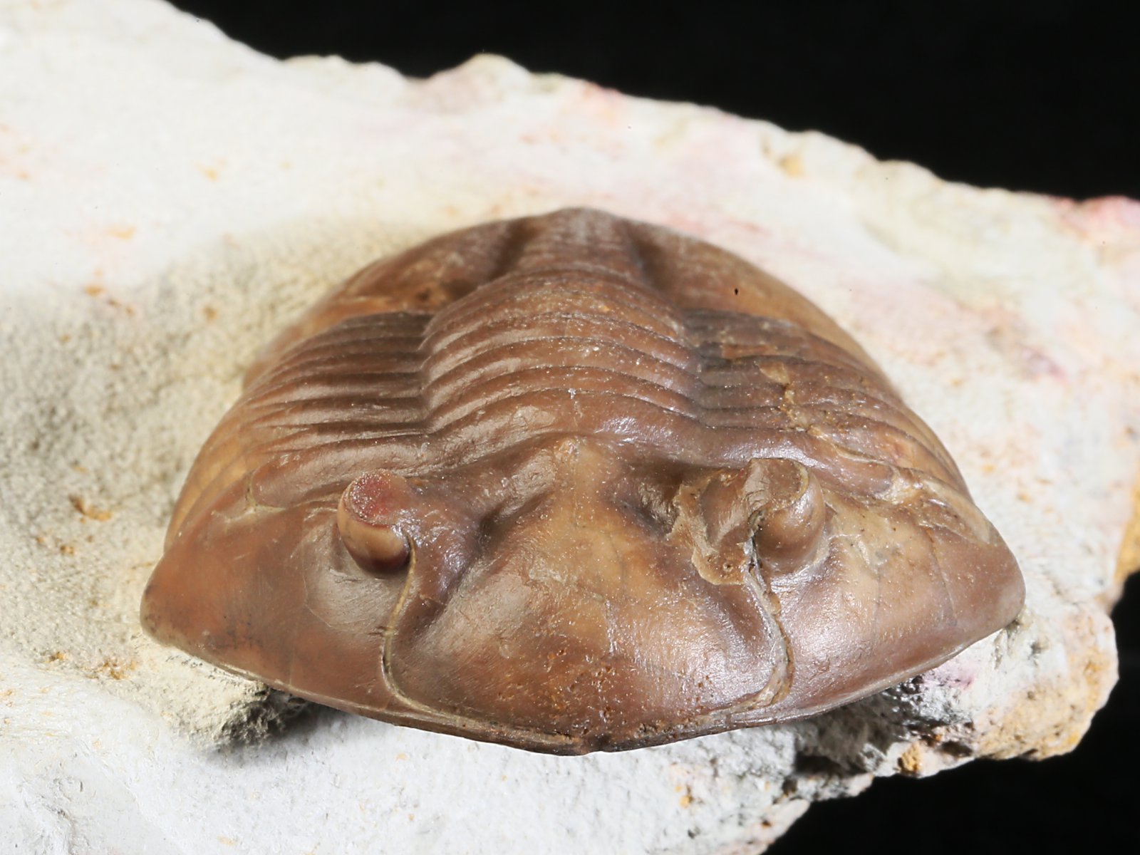 aex 10967 6 Asdaphus expansus (WAHLENBERG 1821) - Image 7