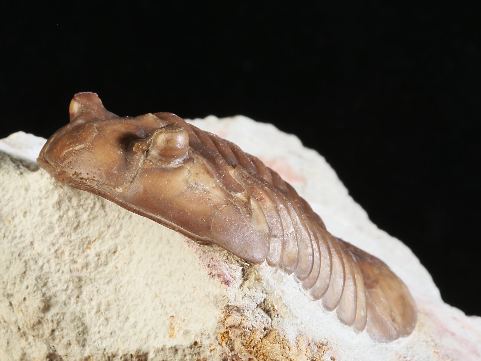 aex 10967 7 Asdaphus expansus (WAHLENBERG 1821) - Image 8