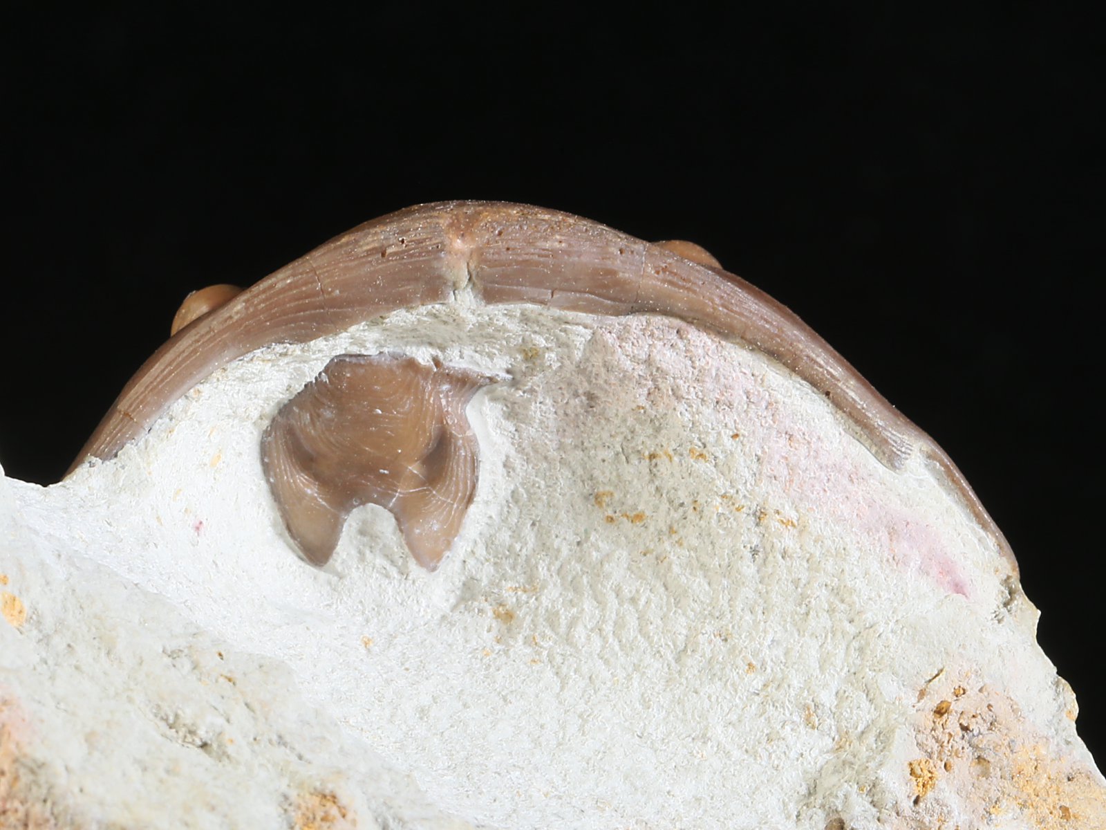 aex 10967 8 Asdaphus expansus (WAHLENBERG 1821) - Image 9