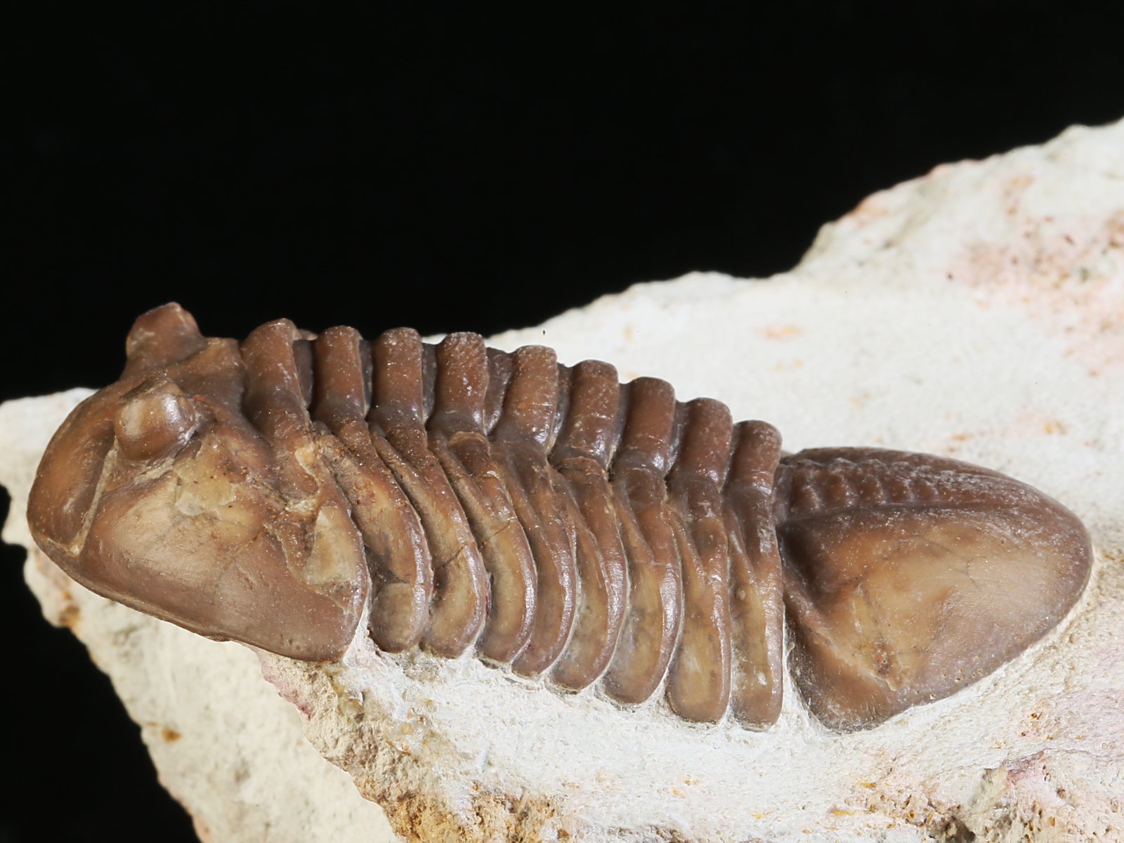 aex 10967 9 Asdaphus expansus (WAHLENBERG 1821) - Image 10