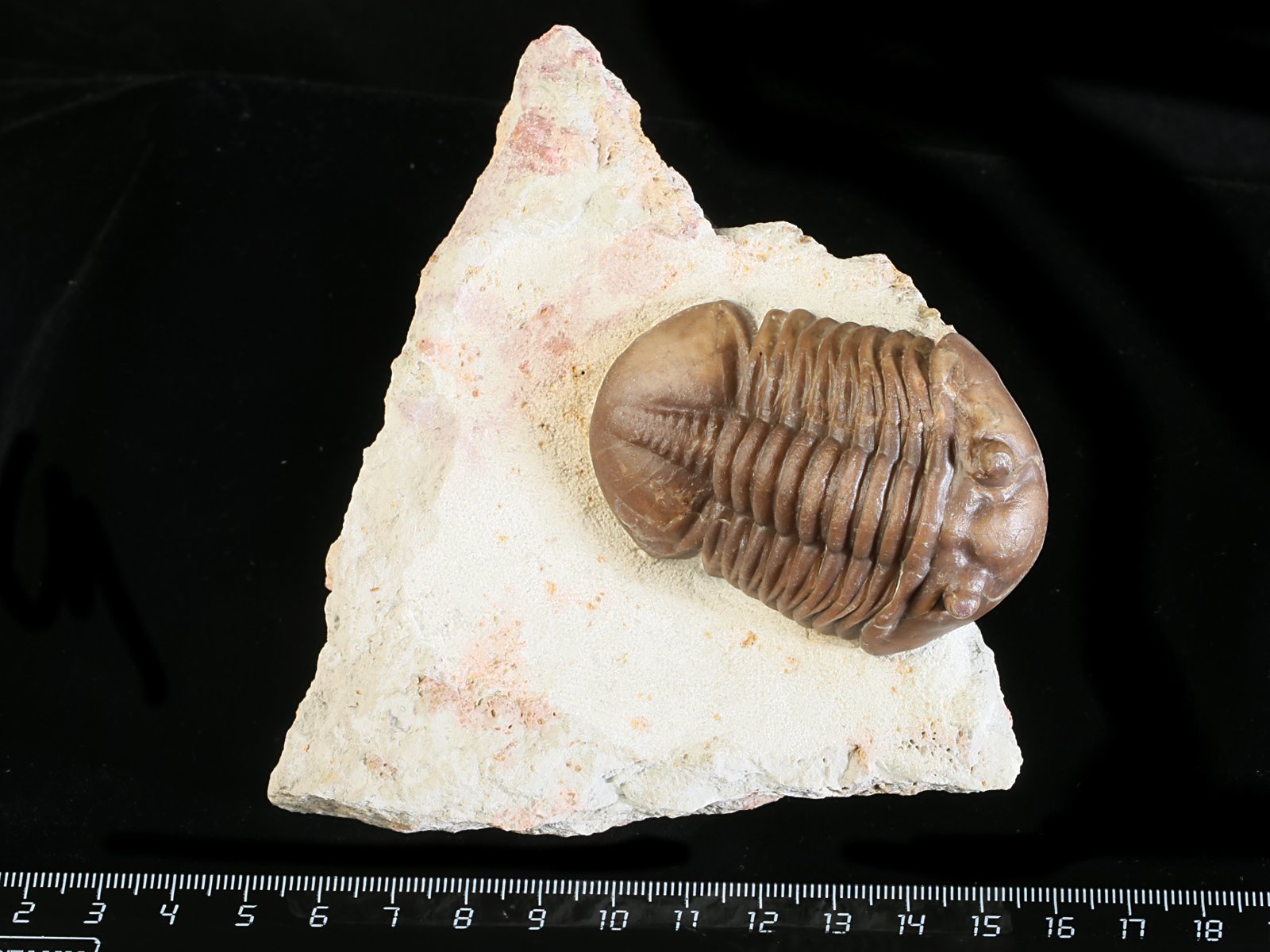 aex 10967 Asdaphus expansus (WAHLENBERG 1821)