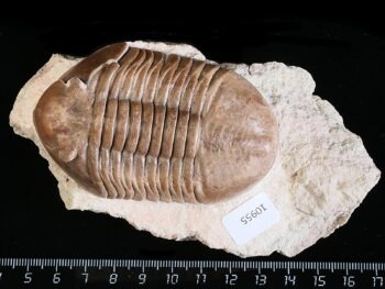 Asaphus lepidurus NIESZKOWSKI 1859