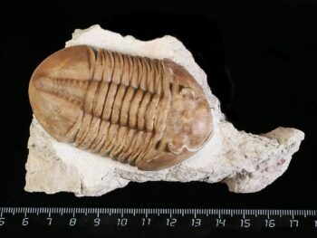 Asaphus lepidurus NIESZKOWSKI 1859