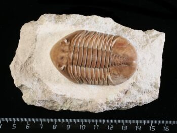 Asaphus lepidurus NIESZKOWSKI 1859
