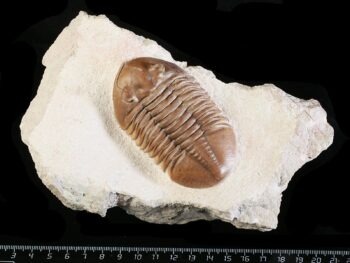 Asaphus lepidurus NIESZKOWSKI 1859