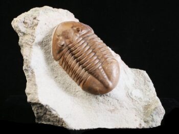 Asaphus lepidurus NIESZKOWSKI 1859