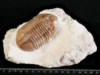 Asaphus lepidurus NIESZKOWSKI 1859