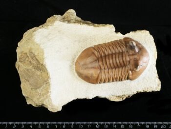 Asaphus punctatus LESSNIKOVA 1952