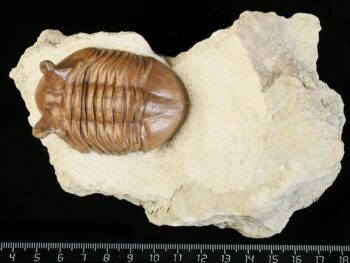 Asaphus punctatus LESSNIKOVA 1952