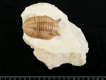 Asaphus punctatus LESSNIKOVA 1952