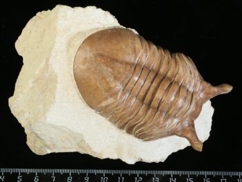 Asaphus punctatus LESSNIKOVA 1952
