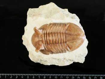 Asaphus punctatus LESSNIKOVA 1952