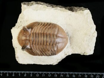 Asaphus punctatus LESSNIKOVA 1952