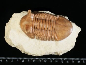 Asaphus punctatus LESSNIKOVA 1952