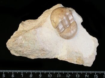 Dysplanus acutigenia JAANUSSON 1957