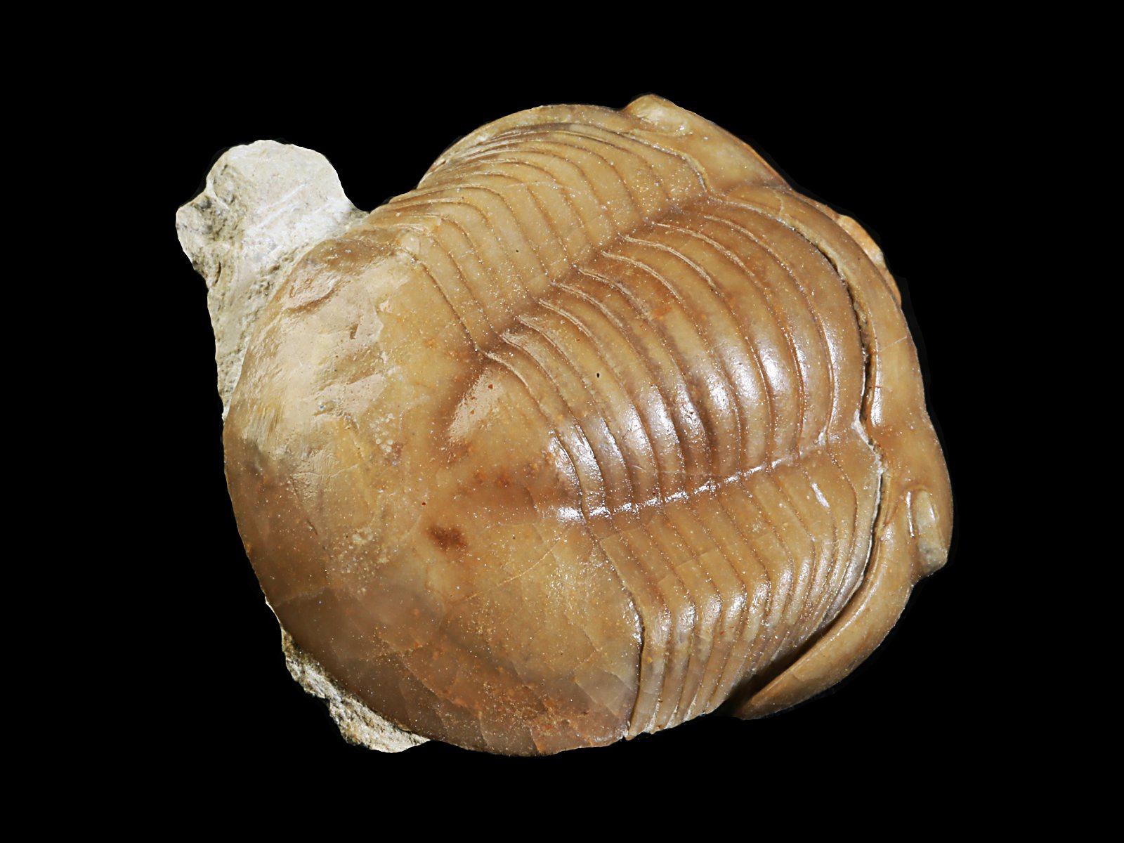 i 10923 7 Illaenus sinuatus HOLM 1886 - Image 8
