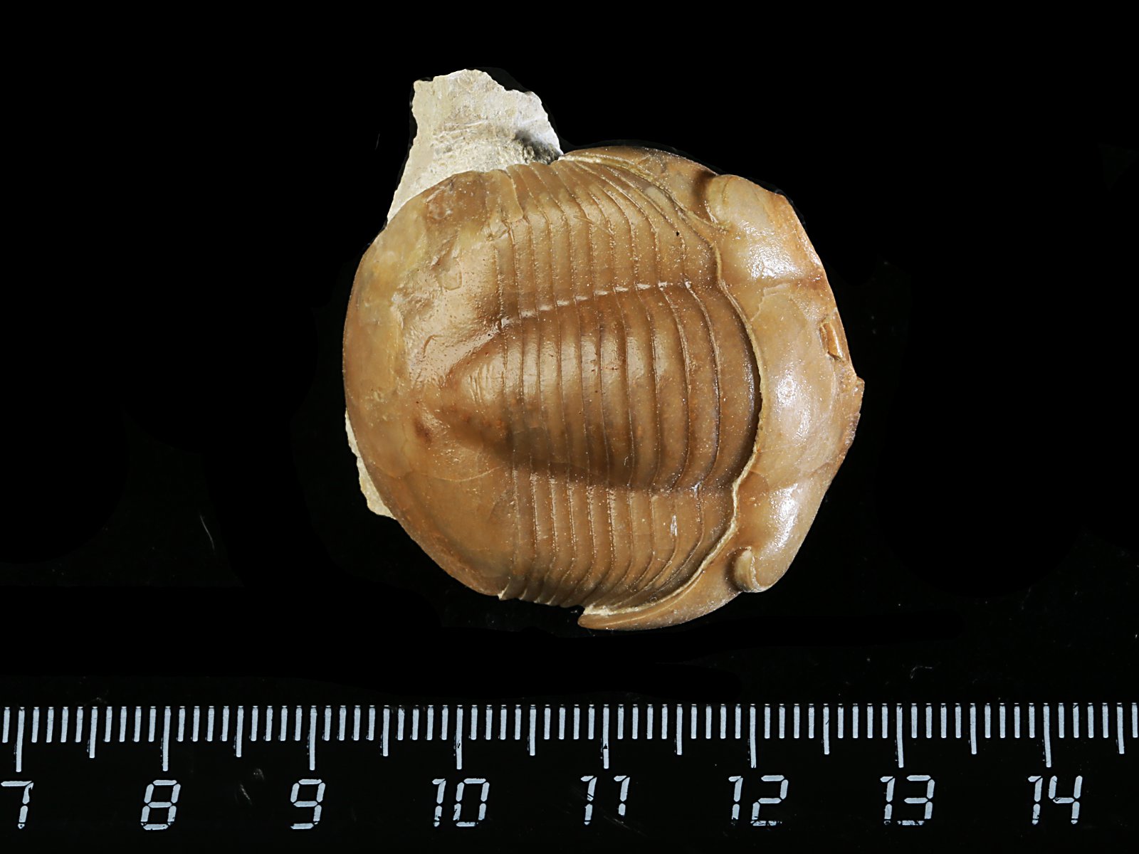 i 10923 Illaenus sinuatus HOLM 1886
