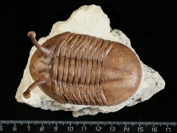 Asaphus kowalewskii LAWROW 1868