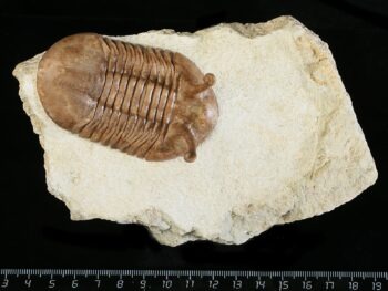 Asaphus kowalewskii LAWROW 1868