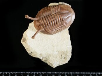 Asaphus kowalewskii LAWROW 1868