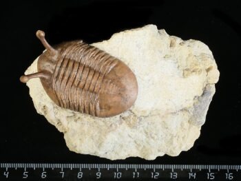Asaphus kowalewskii LAWROW 1868