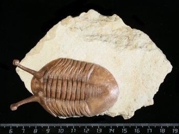 Asaphus kowalewskii LAWROW 1868