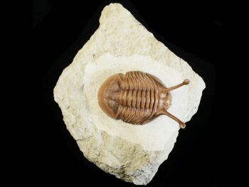 Asaphus kowalewskii LAWROW 1868