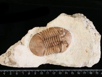 Asaphus kowalewskii LAWROW 1868